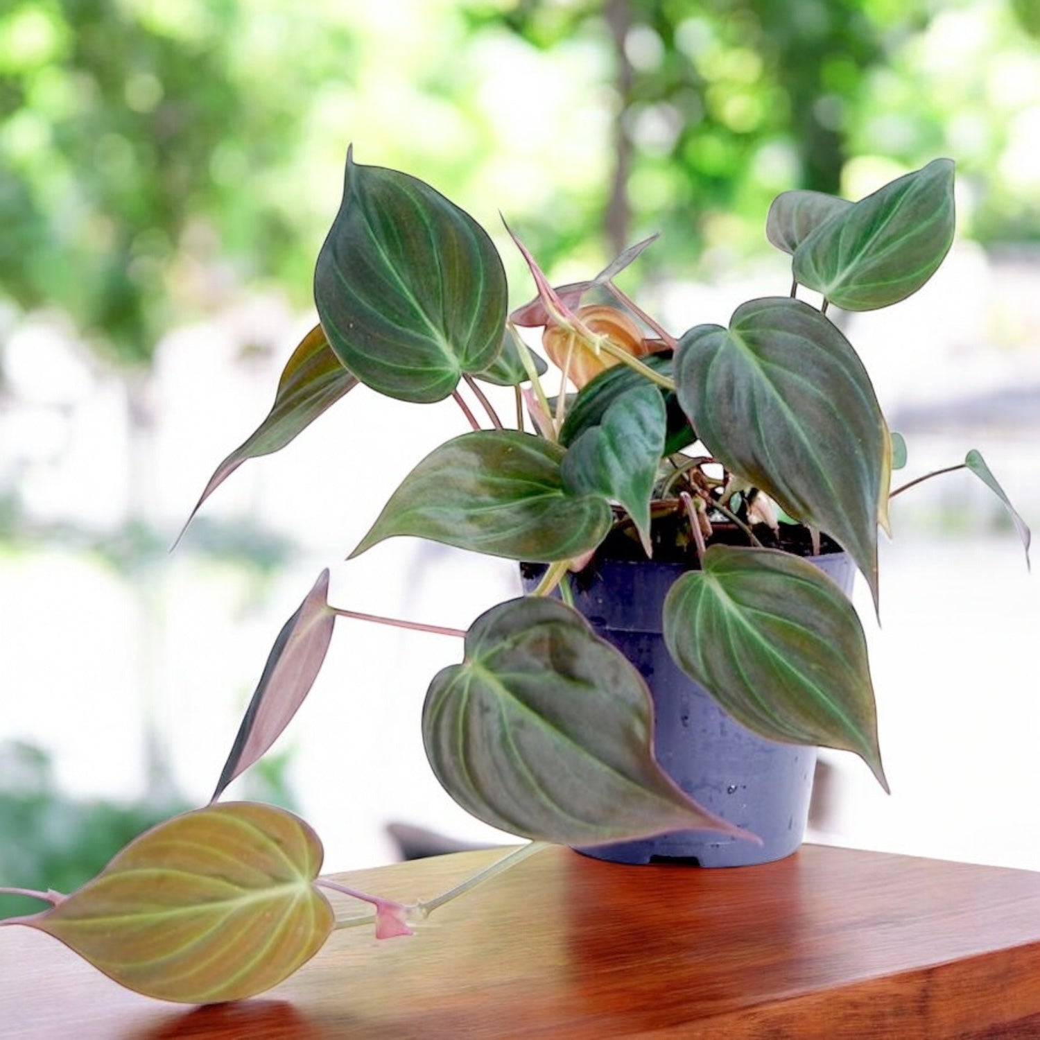 Philodendron scandens subsp. micans