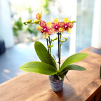 Phalaenopsis Anthura Grosseto (Phalaenopsis Tristar Poeker)