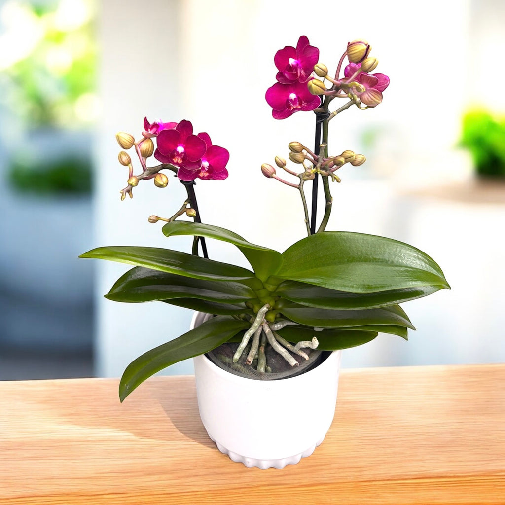 Phalaenopsis Sogo Crimson