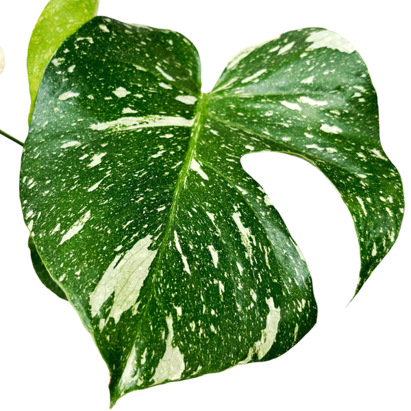 Sternbild Monstera Thai (MTC#18)