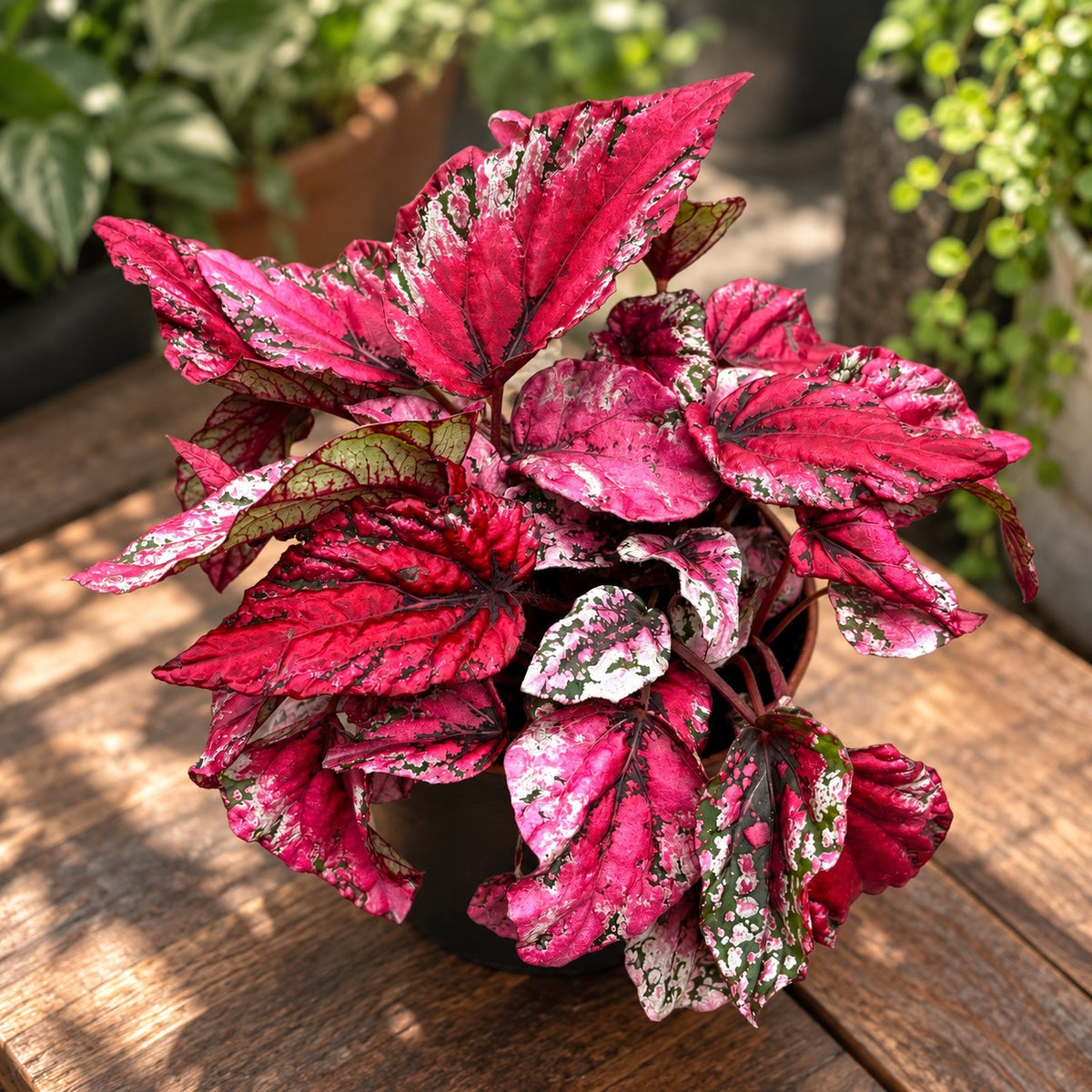 Begonia 'Maui Sunset'