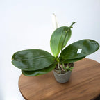 Phalaenopsis KS Redland Vlekken