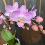 Phalaenopsis Sogo Sakura (Lieke)