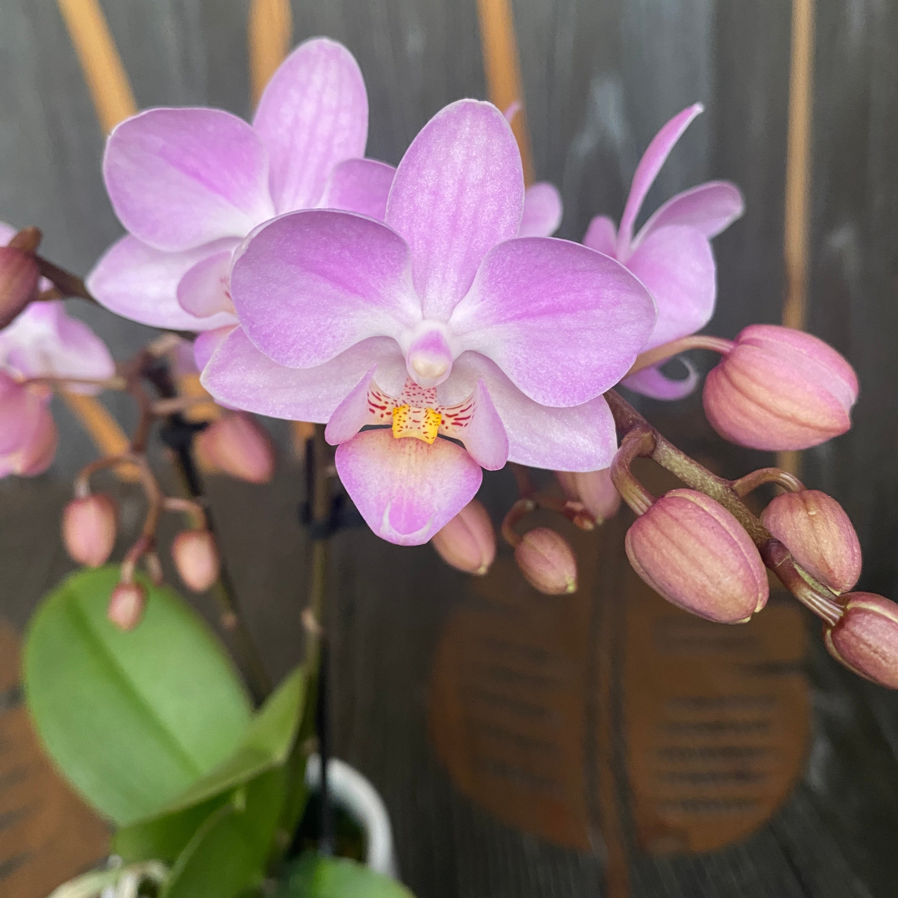 Phalaenopsis Sogo Sakura (Lieke)