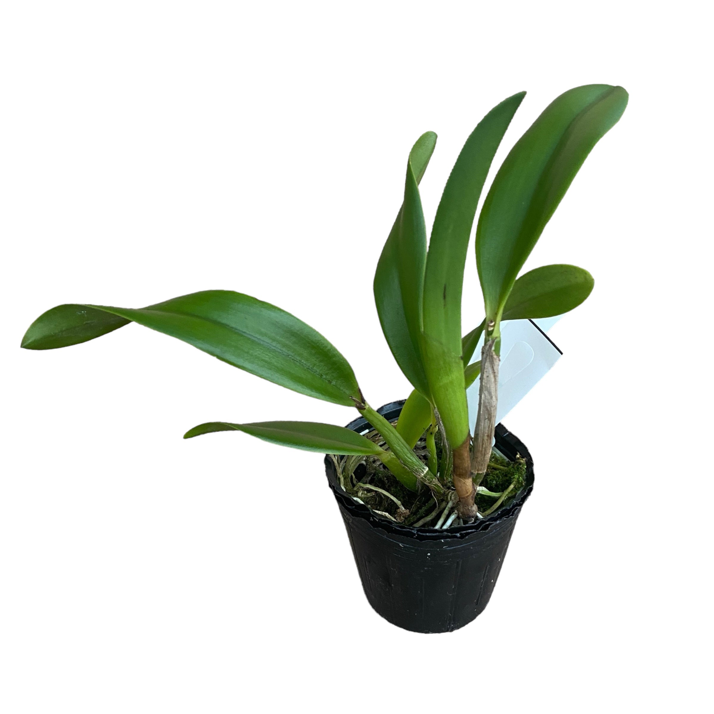 Cattleya Hawaiian Splash 'Lea' BM/JOGA - parfumata