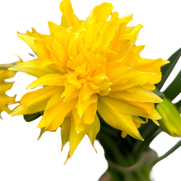 Bulbi narcise cu flori duble - Narcissus 'Rip of Winkle' (3-4 bulbi/ghiveci)