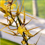 Brassidium Shooting Star - flori parfumate