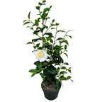 Camellia japonica 'Brushfield's Yellow' - frost resistant