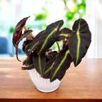 Begonia ‘Listada’ – begonie cu frunzis catifelat, verde intens cu dungi luminoase