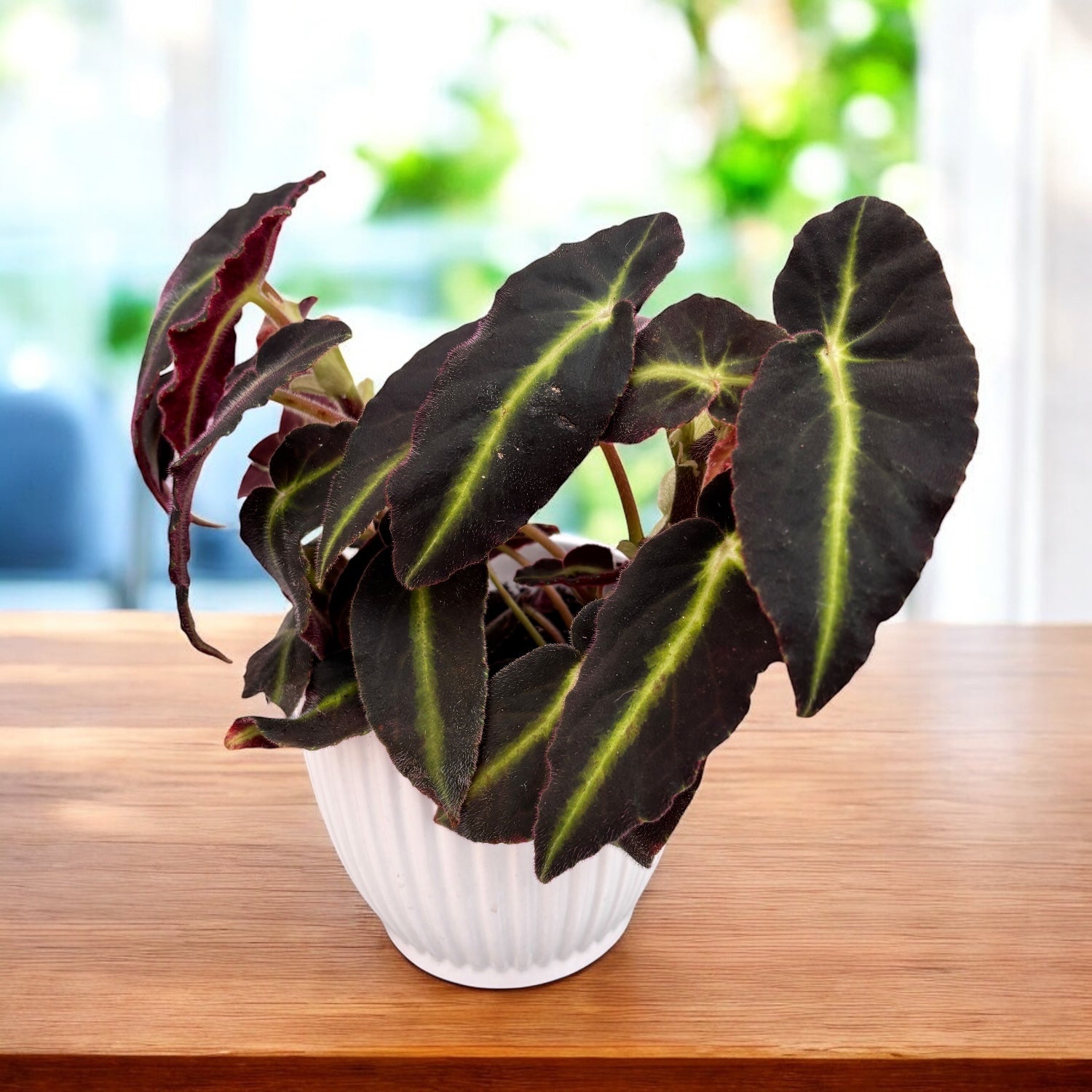 Begonia ‘Listada’ – begonie cu frunzis catifelat, verde intens cu dungi luminoase