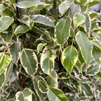 Ficus benjamina Samantha - 2 rastliny/kvetináč