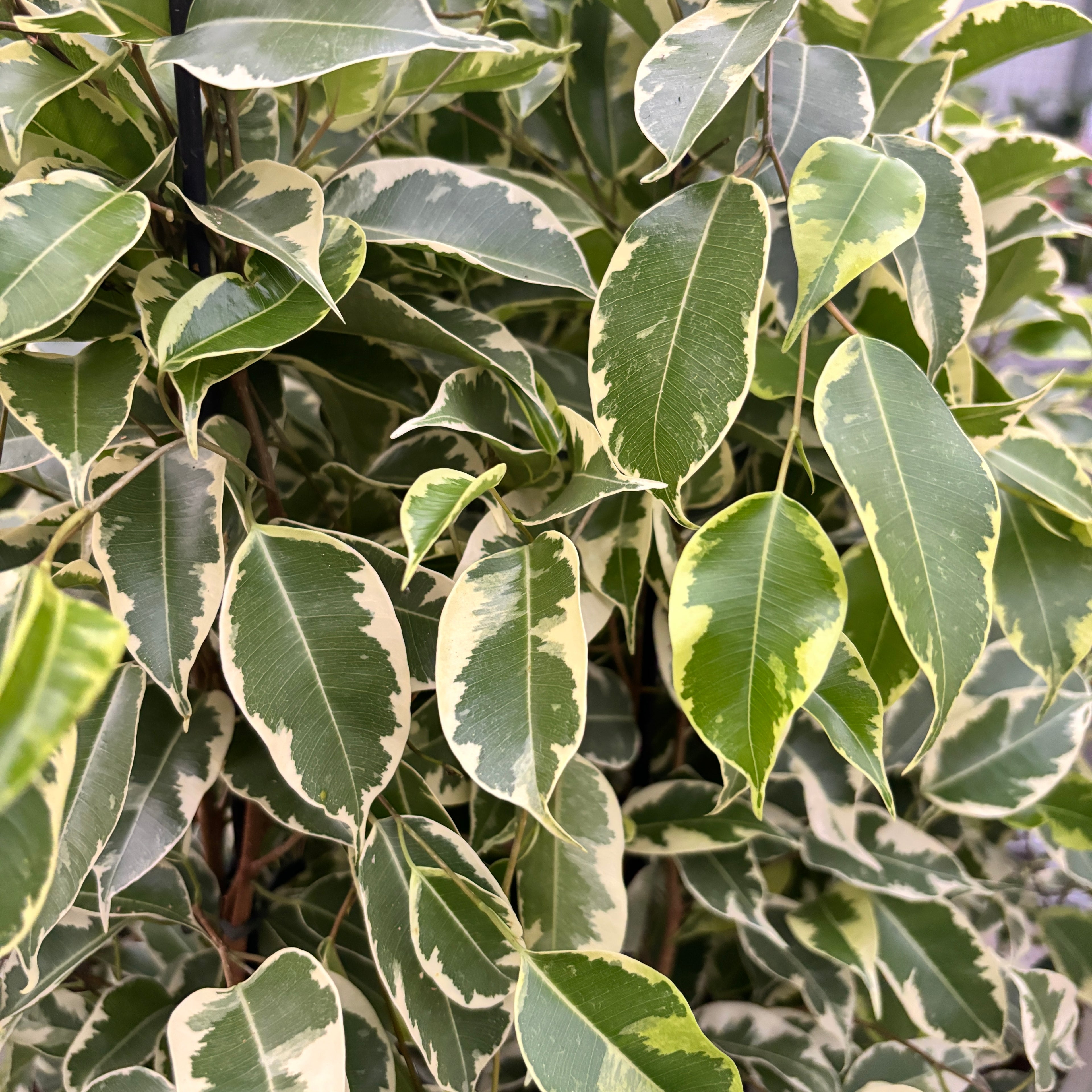 Ficus benjamina Samantha - 2 plante/ghiveci