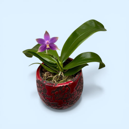 Phalaenopsis violacea var. indigo *duftende Blüten