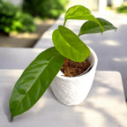 Hoya solokensis
