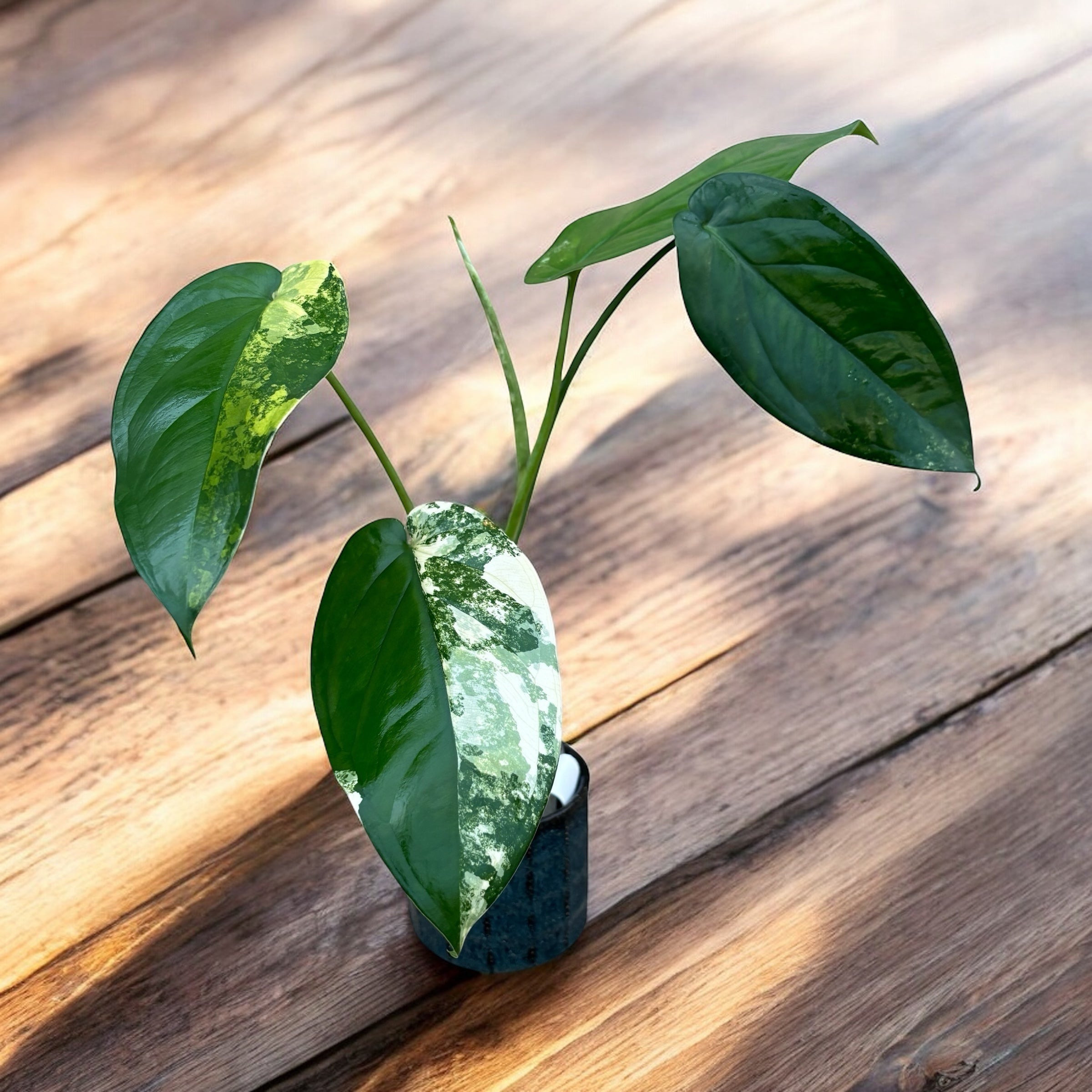 Syngonium chiapense 'Variegata'