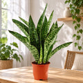 Sansevieria 'Aubrytiana Jaboa'
