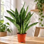 Sansevieria 'Aubrytiana Jaboa'