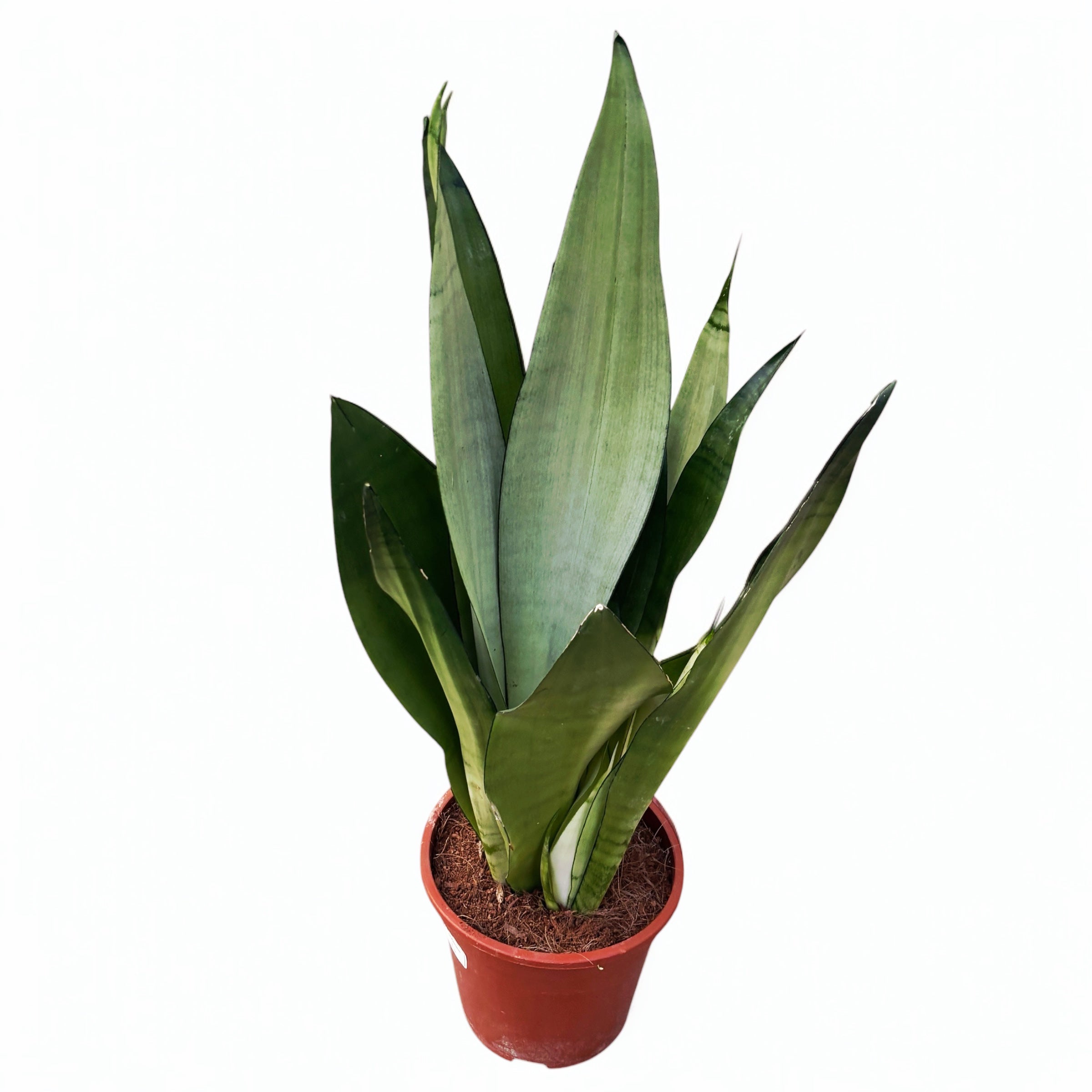 Sansevieria trifasciata 'Moonshine' - exemplare XL