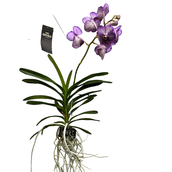 Vanda Moonlight Blue (Ansu)