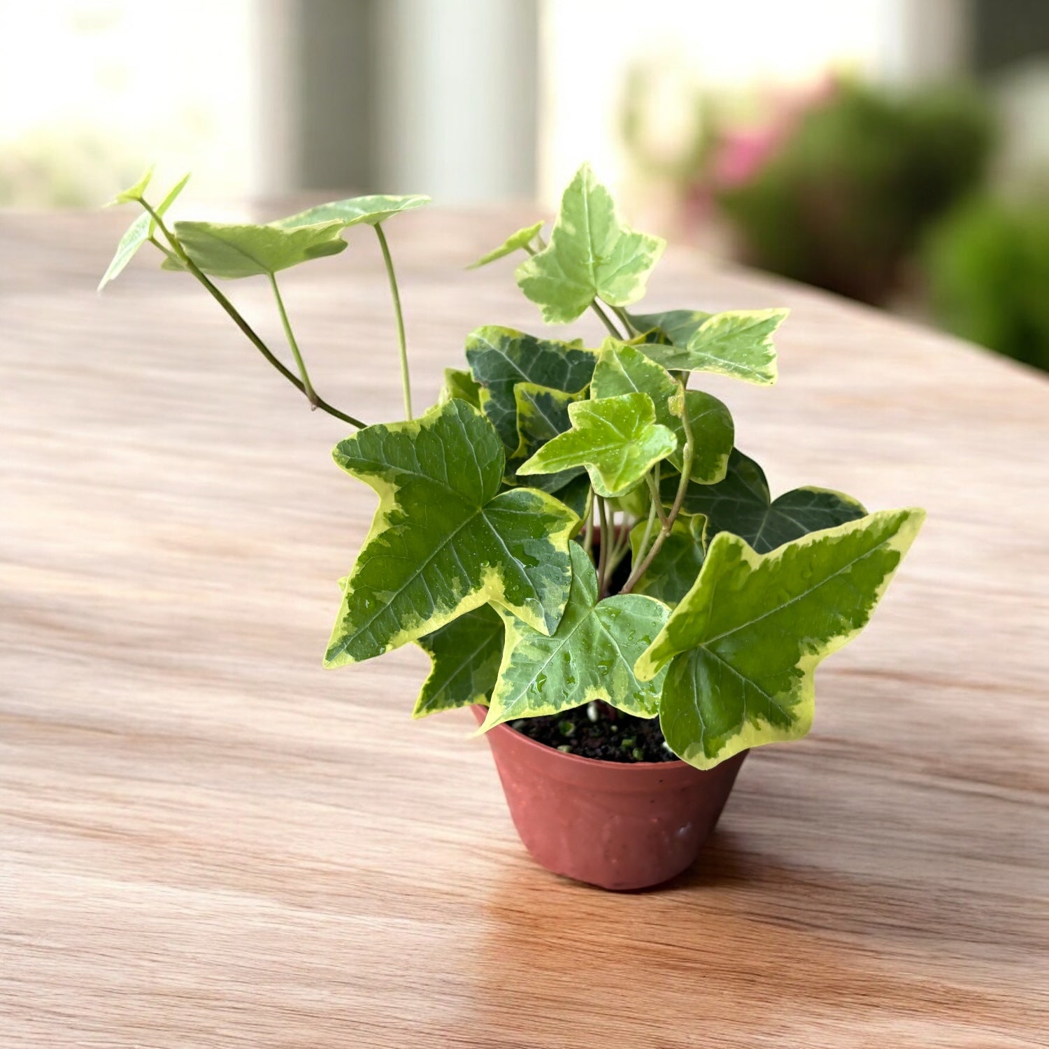 Hedera helix 'Goldchild' - iedera variegata cu margini aurii