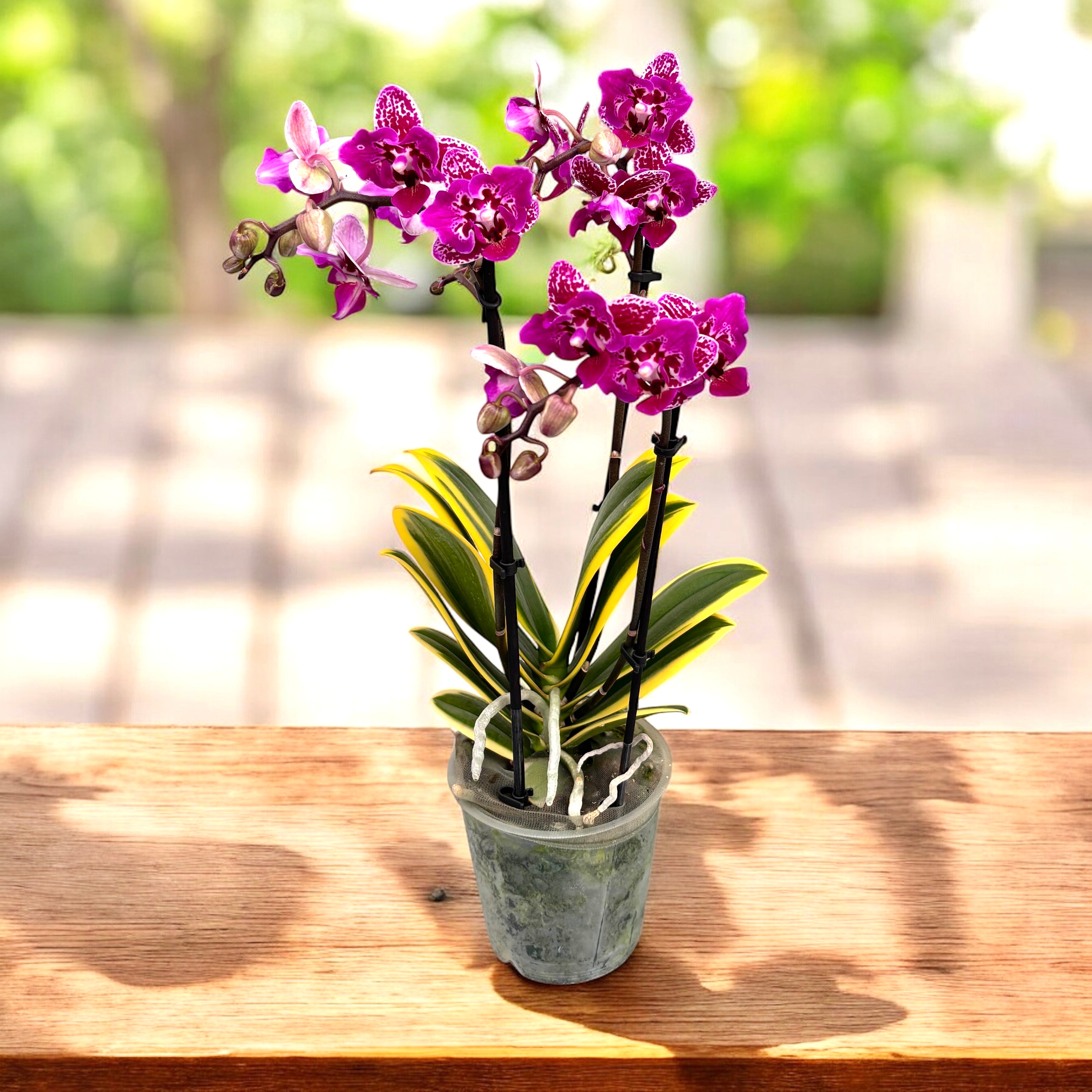 Phalaenopsis Chia E Yenlin (frunze variegate) - flori pelorice Butterfly