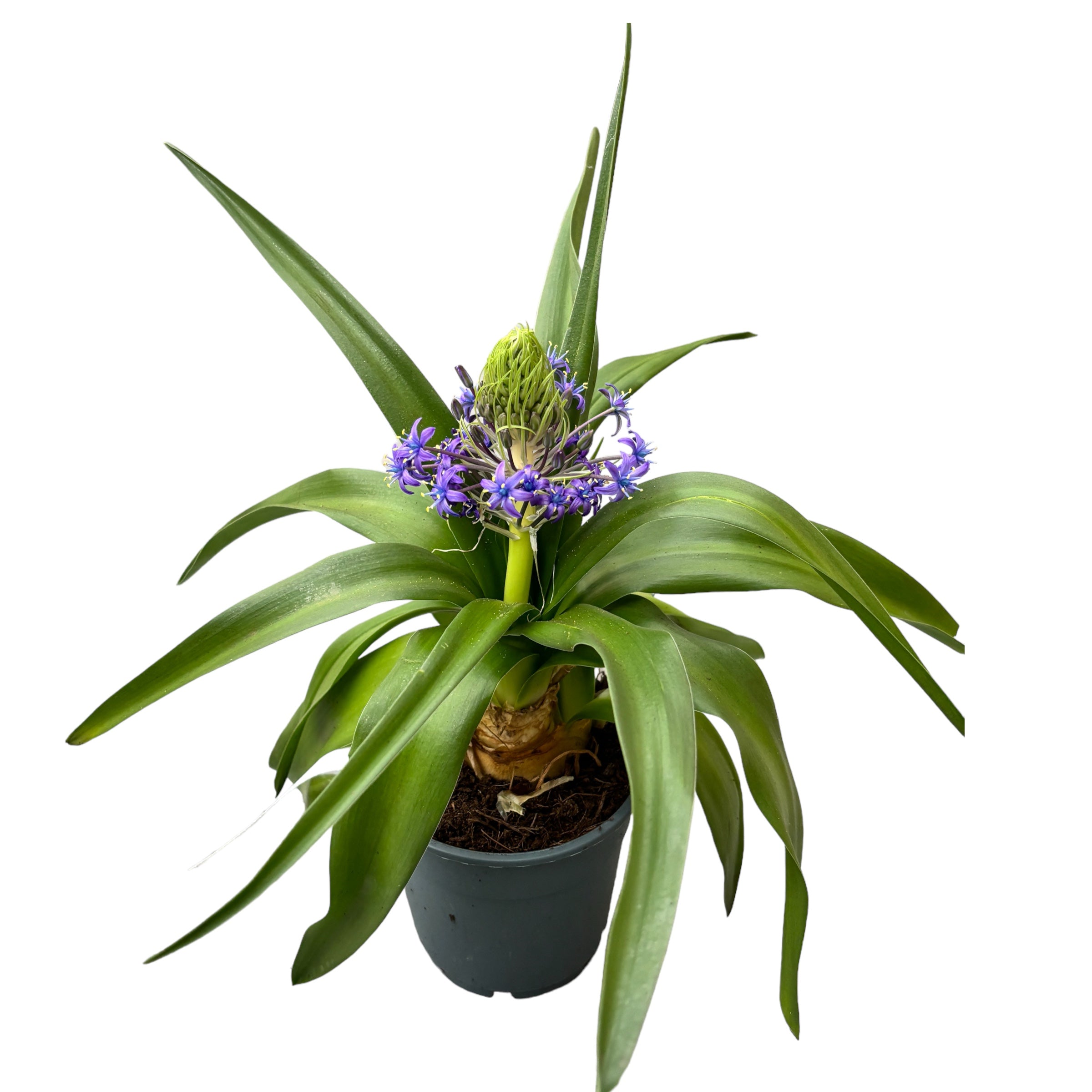 Scilla peruviana (Portuguese Squill)