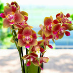 Phalaenopsis Rising Sun - illatos pelóriavirágok