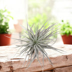 Tillandsia Super Silver - luftväxt