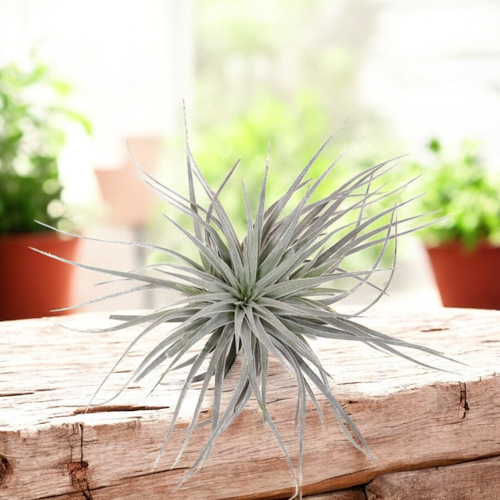 Tillandsia Super Silver - planta aeriana