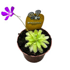 Planta carnivora Pinguicula Anna