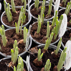 Ghiocei cu floare dubla in ghiveci - Galanthus hippolyta