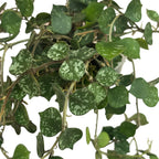 Hoya curtisii (Taiwan) - exemplare dezvoltate