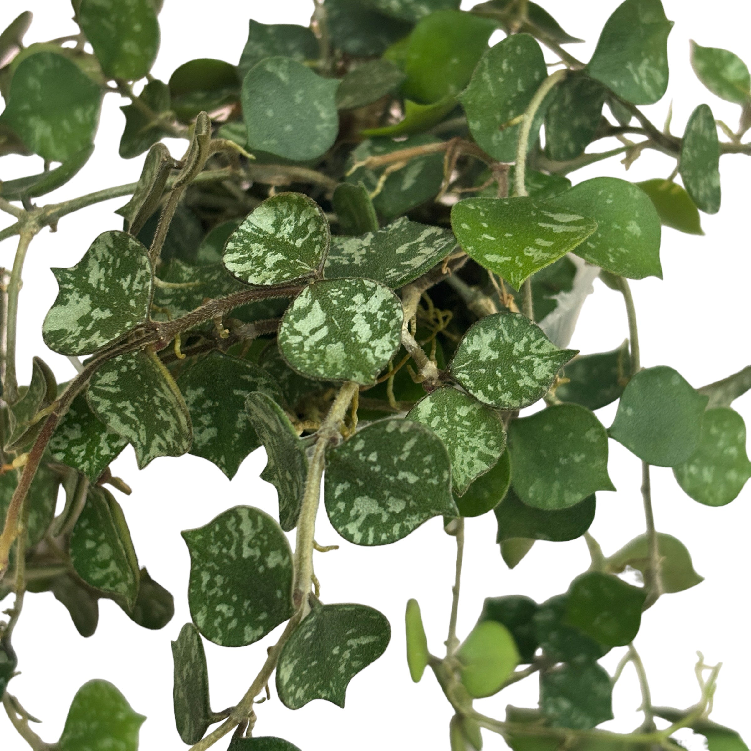 Hoya curtisii (Taiwan) - exemplare dezvoltate