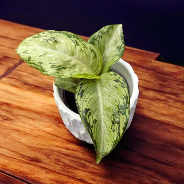 Dieffenbachia 'Snow' - Jungpflanze