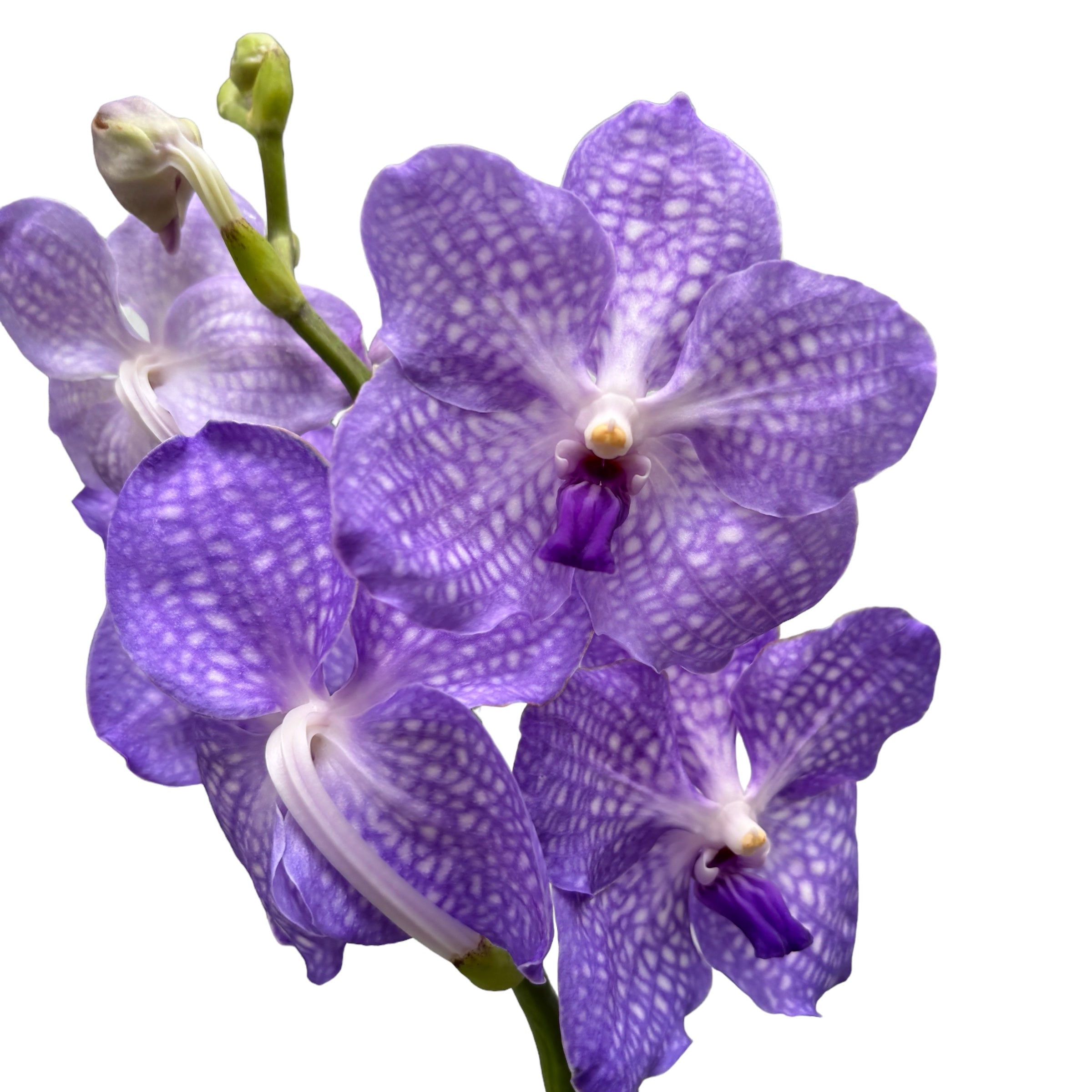 Vanda Kanchana Angelite (ANSU)
