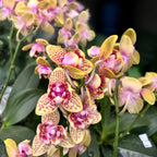 Phalaenopsis Twilight Angel '3554' (pelorisk)