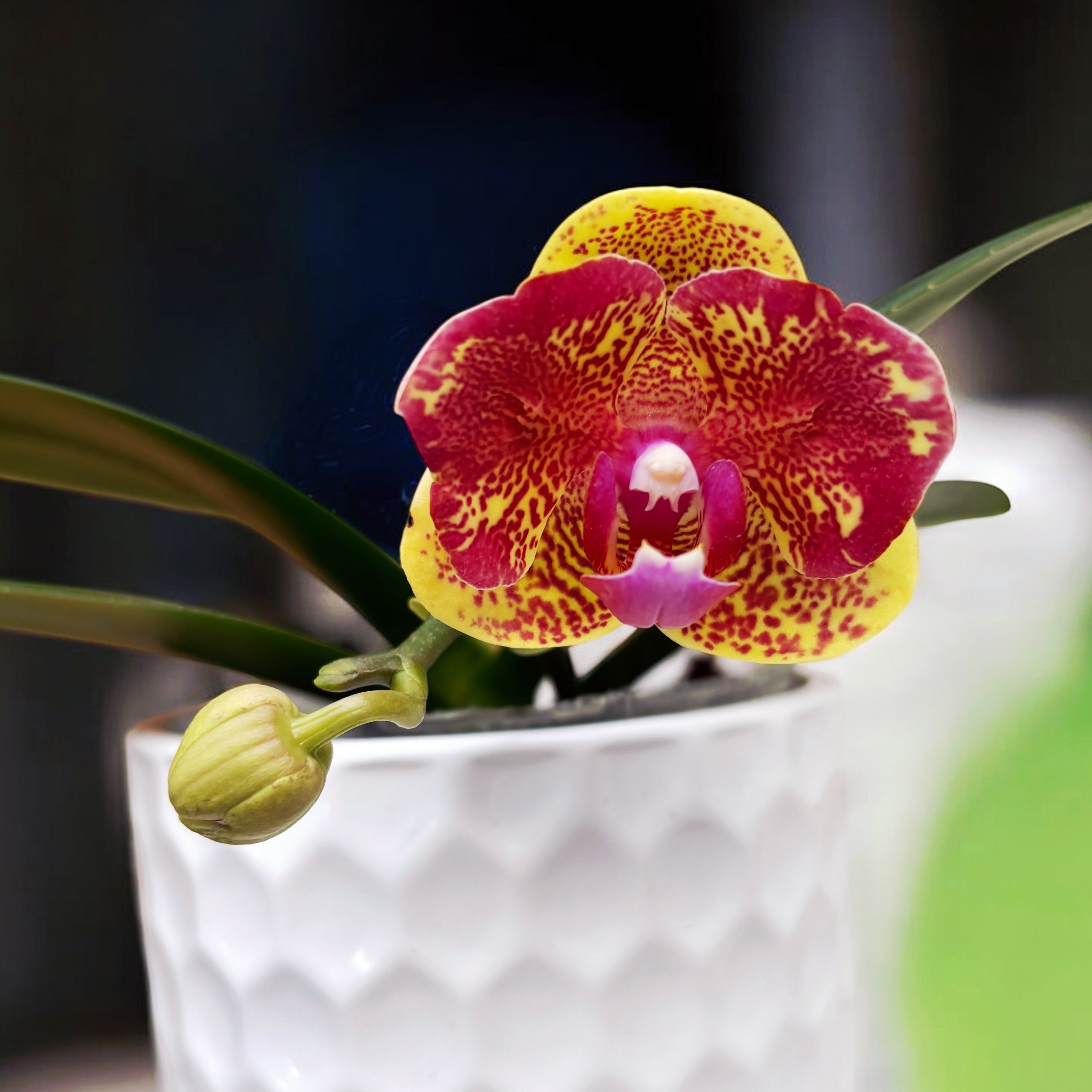 Phalaenopsis Sogo Vieker (peloric)