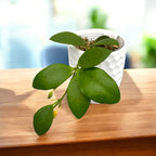 Hoya myrmecopa 'Nagy levelek'
