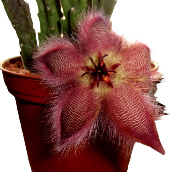 Stapelia Hirsuta (Serifenstern)