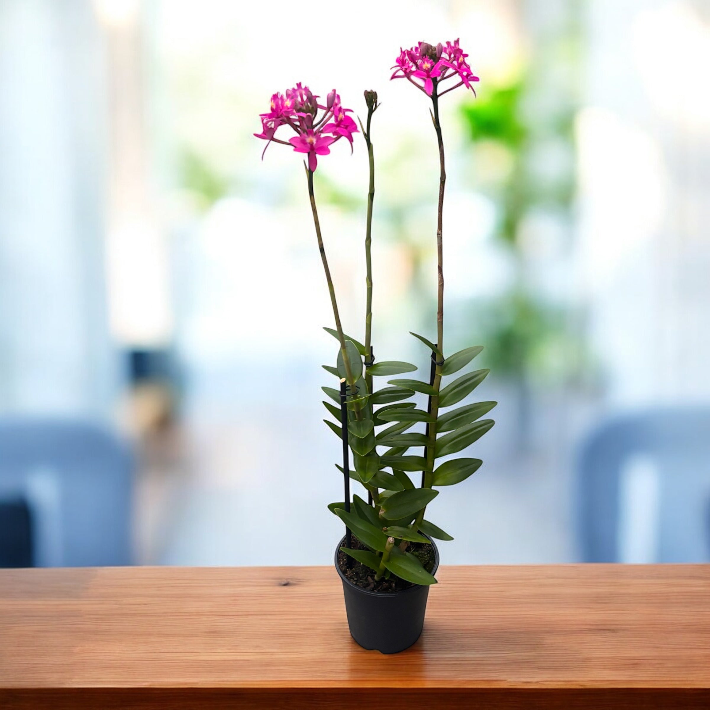 Epidendrum radicans ‘PINK’ XL