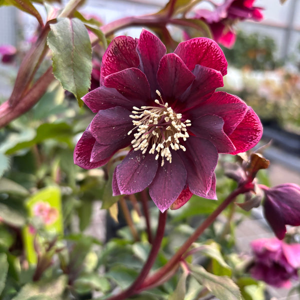 Helleborus orientalis ‘Double Ellen Red’ (Spanz cu flori duble)