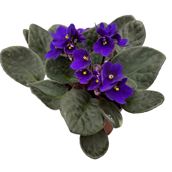 Saintpaulia Top - blue violets