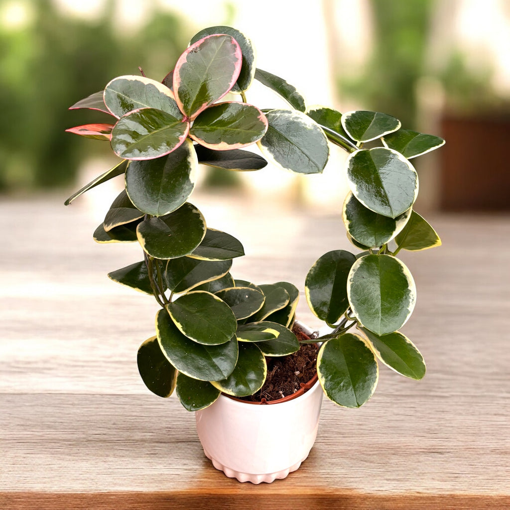 Hoya australis 'Blondie' (albomarginata) arcada