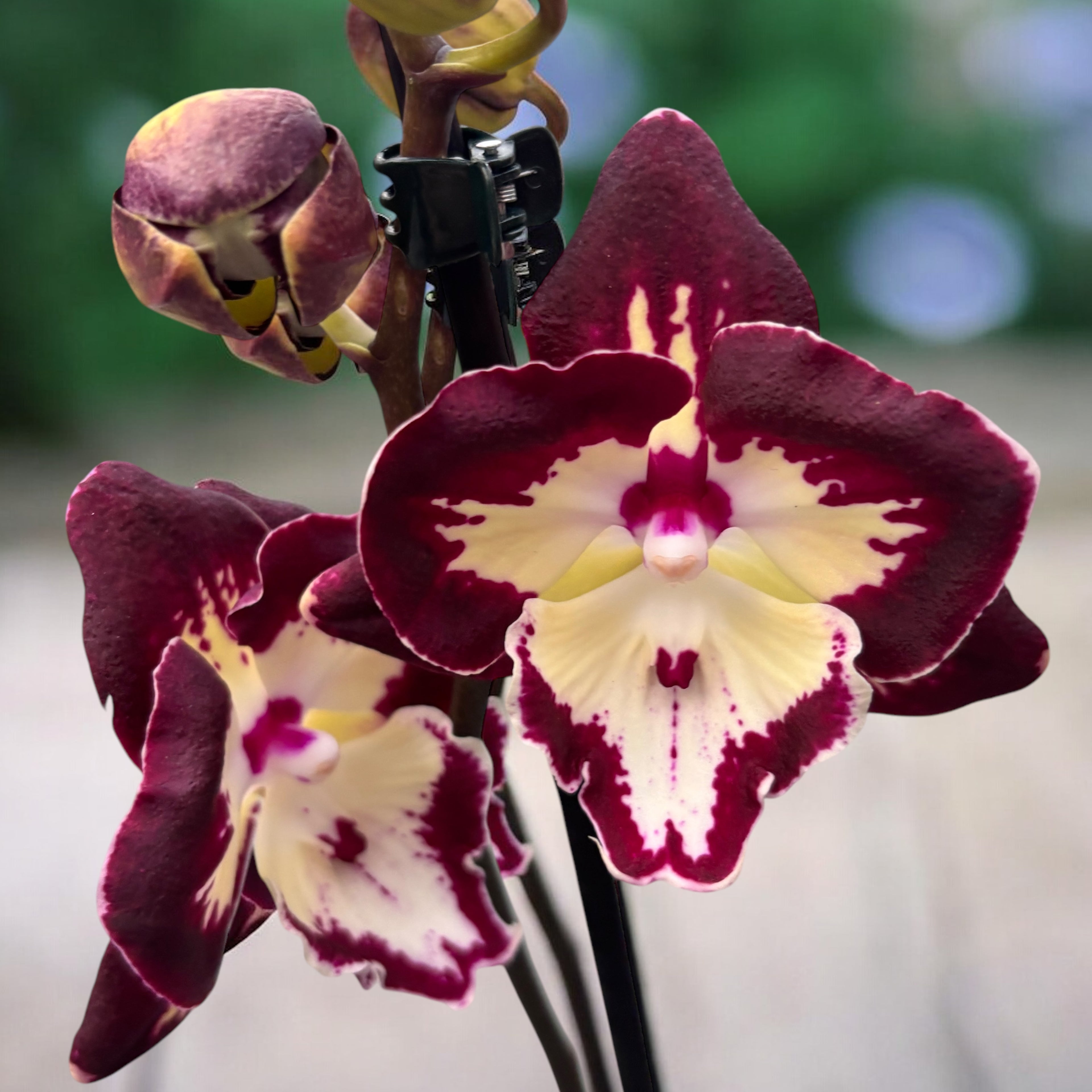 Phalaenopsis ‘Champion Daruma’ iso huuli