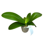 Phalaenopsis Charming Crystal Water '1287' - big lip