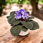 Saintpaulia Inova Spectra Lichtblauw - violete lila