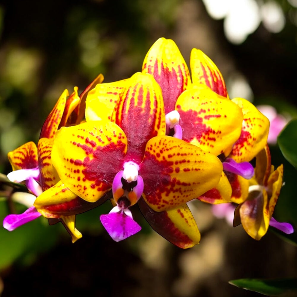 Phalaenopsis Allura 'Vesuvius' duftende Blüten