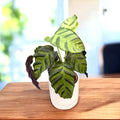 Calathea albertii - frunzis spectaculos cu desen contrastant
