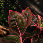 Aglaonema 'Red Lip' – aglaonema élénkpiros erezettel és szegéllyel