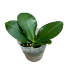 Phalaenopsis Java Mini - geurende bloemen